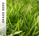  Grass Seed Products